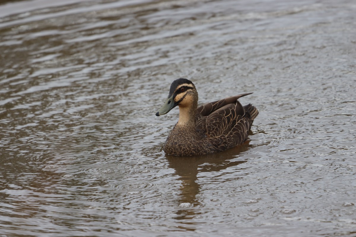 Canard à sourcils - ML642151754