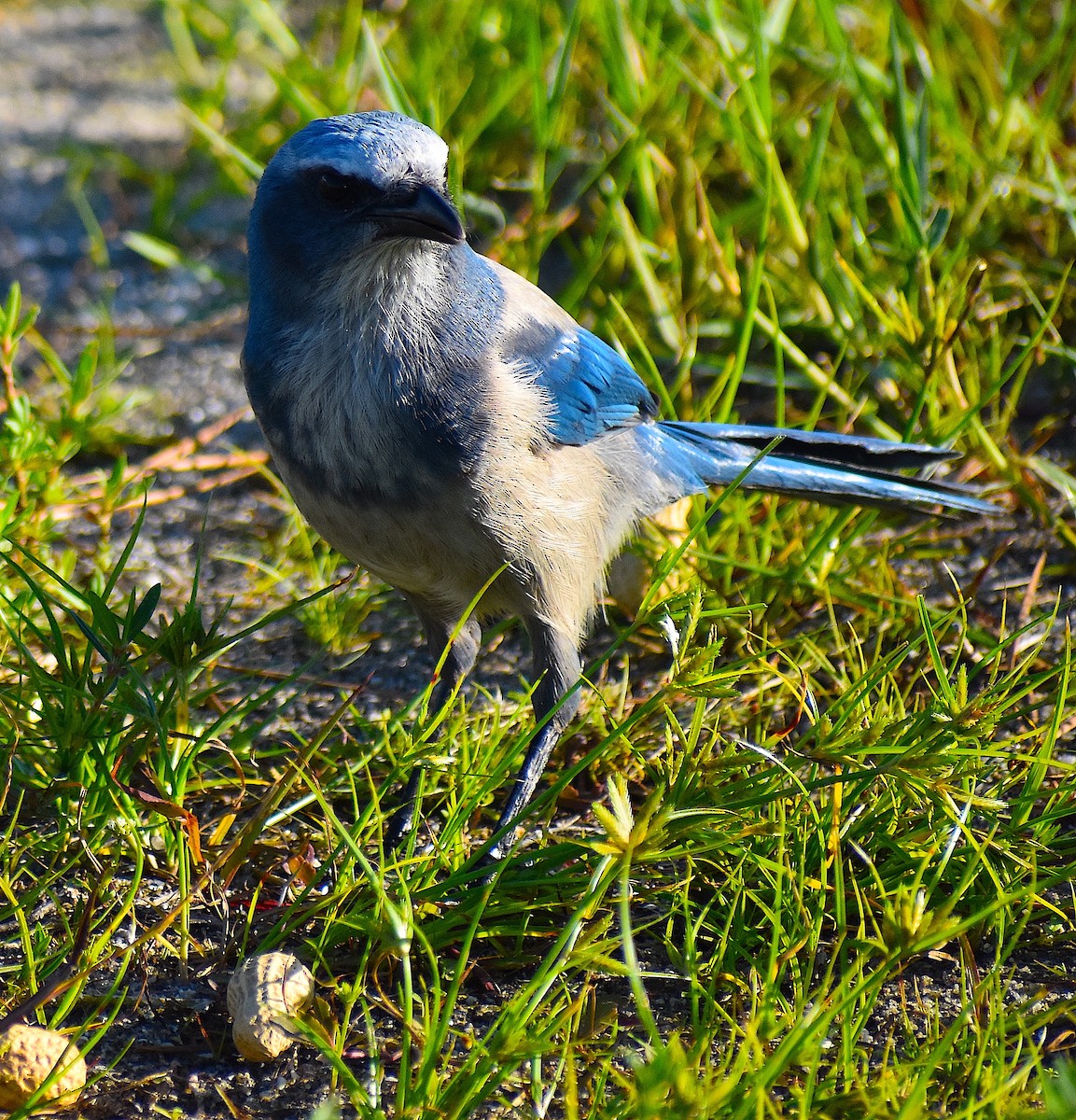 Florida Scrub-Jay - ML642151763