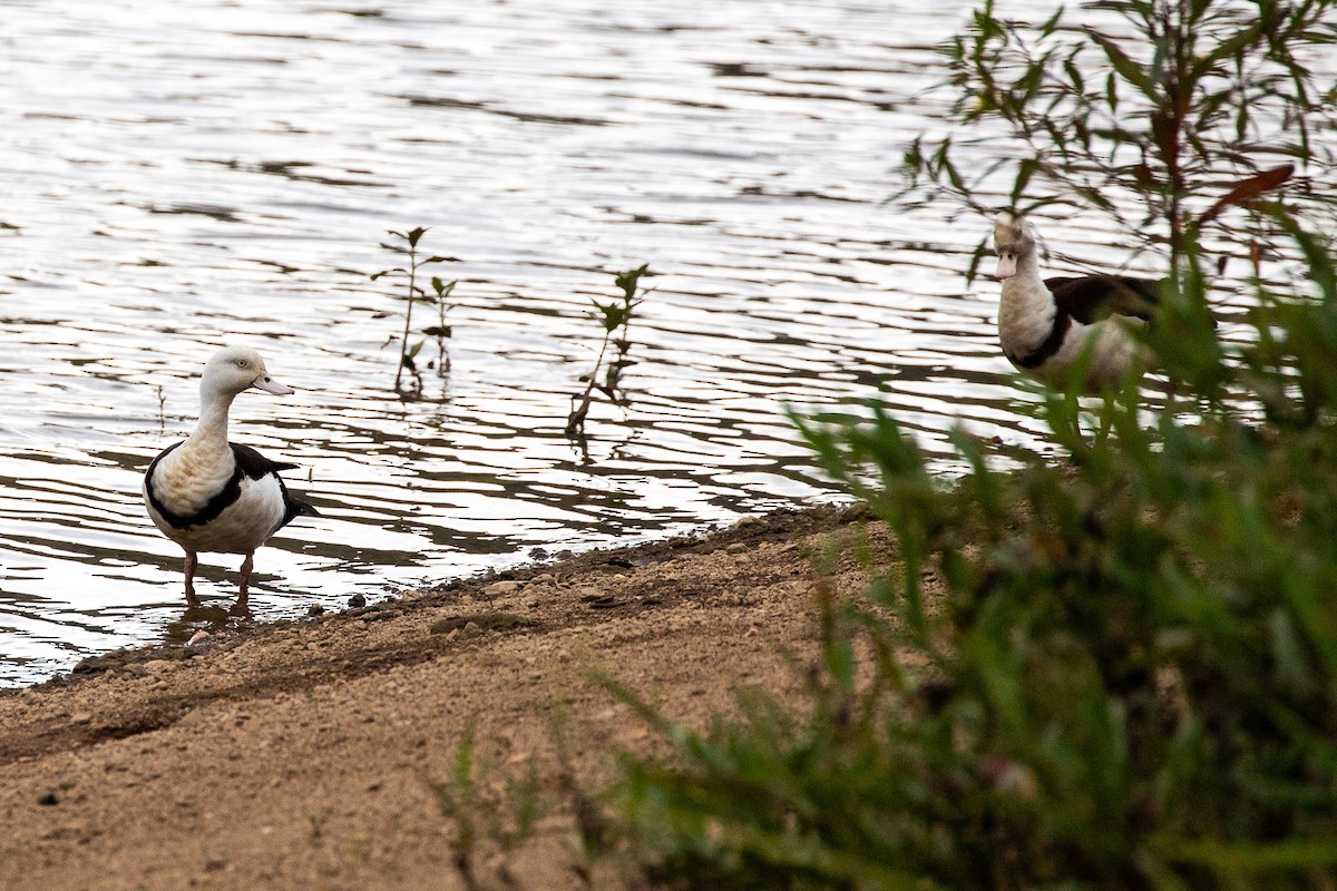 Radjah Shelduck - ML642151766