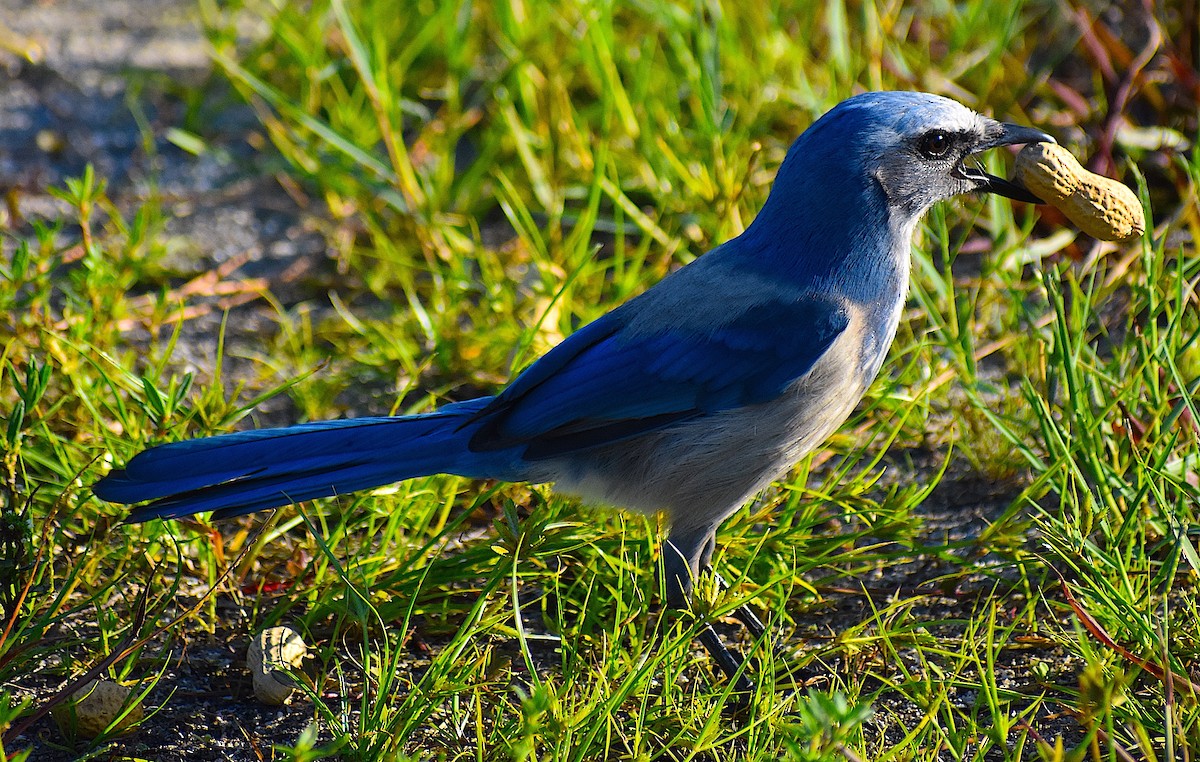 Florida Scrub-Jay - ML642151767