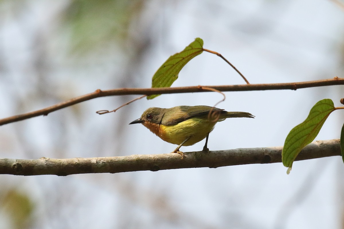 Ruby-cheeked Sunbird - ML642151769