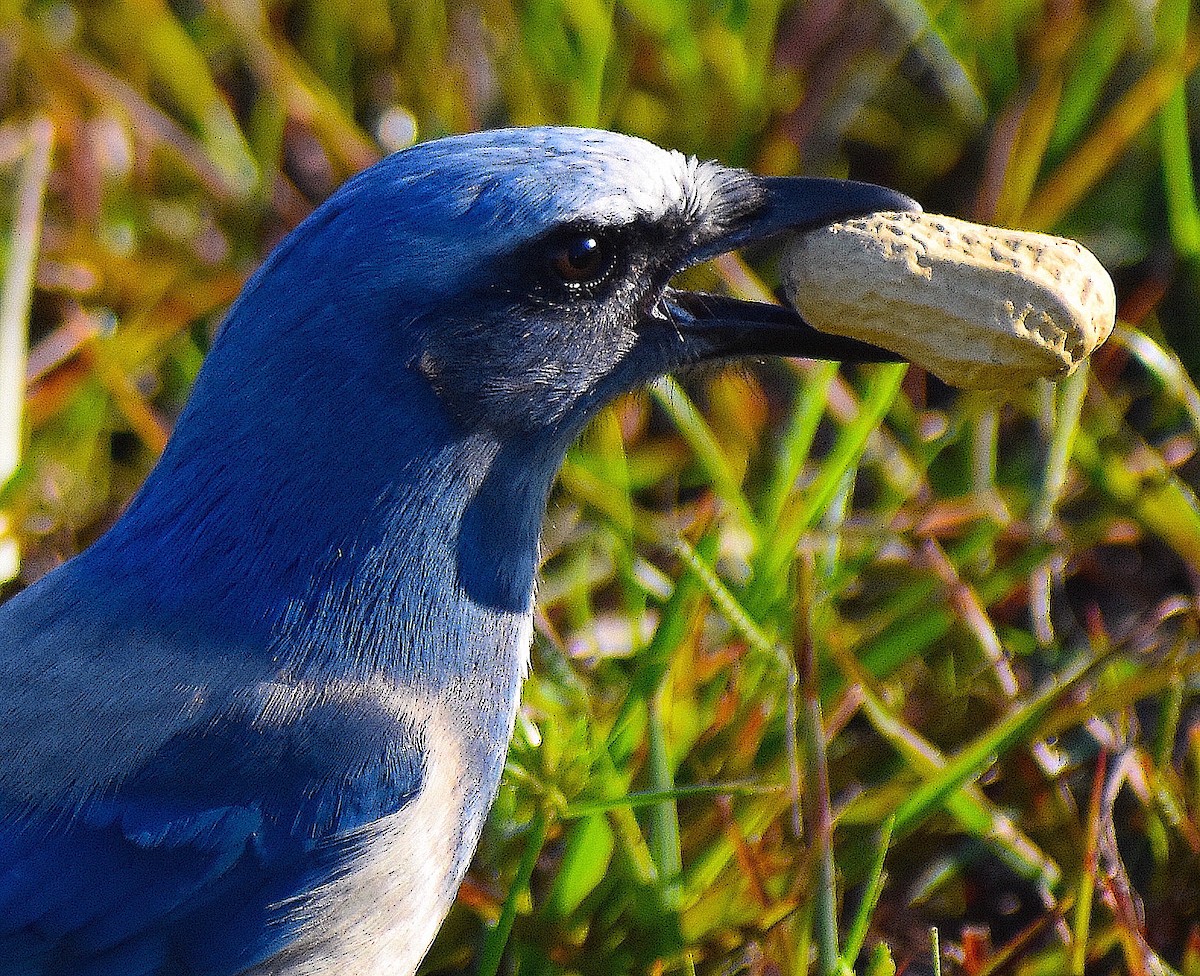Florida Scrub-Jay - ML642151776