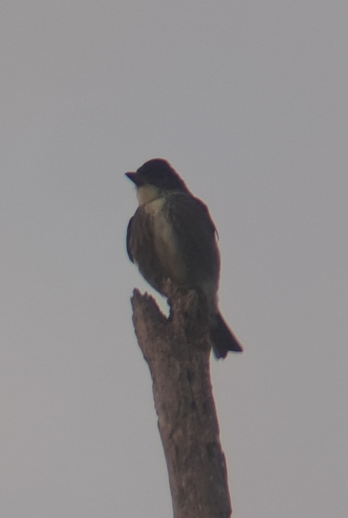 tyranovec severský - ML642151780