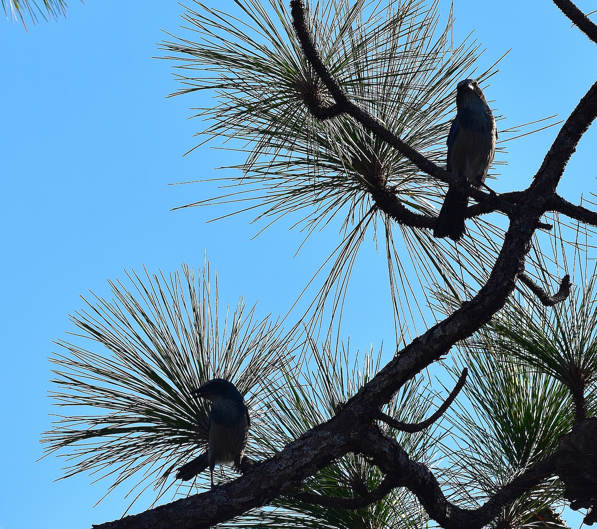 Florida Scrub-Jay - ML642151794