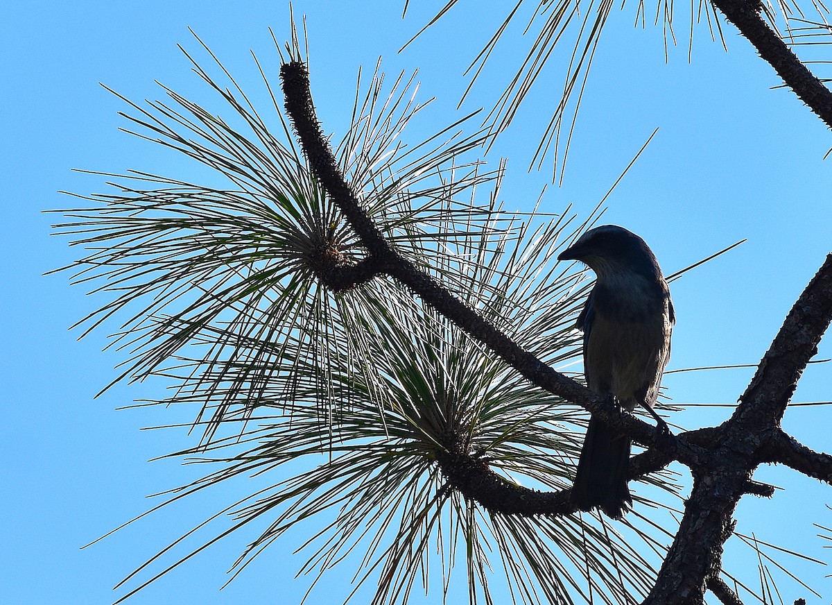 Florida Scrub-Jay - ML642151797