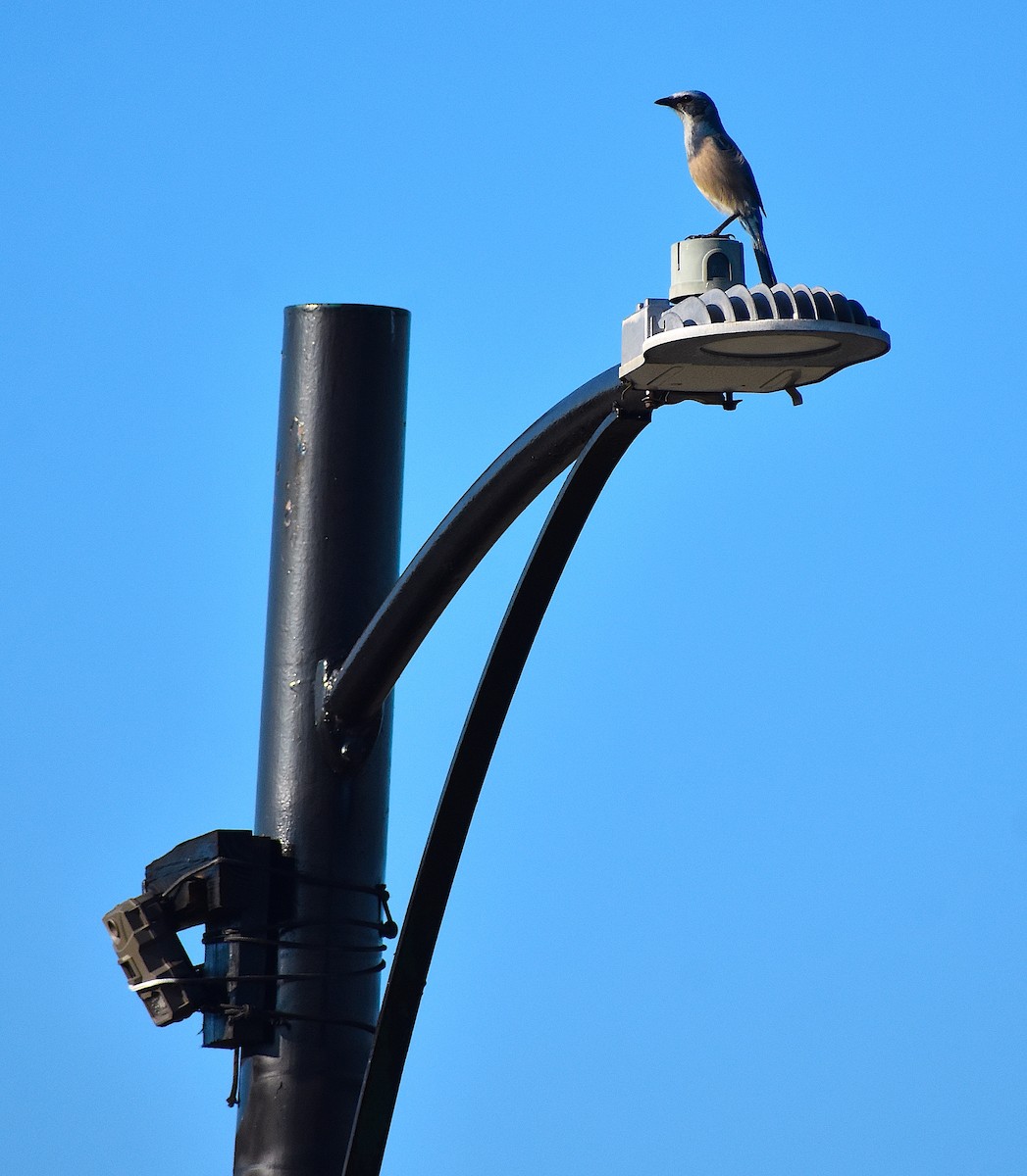Florida Scrub-Jay - ML642151807