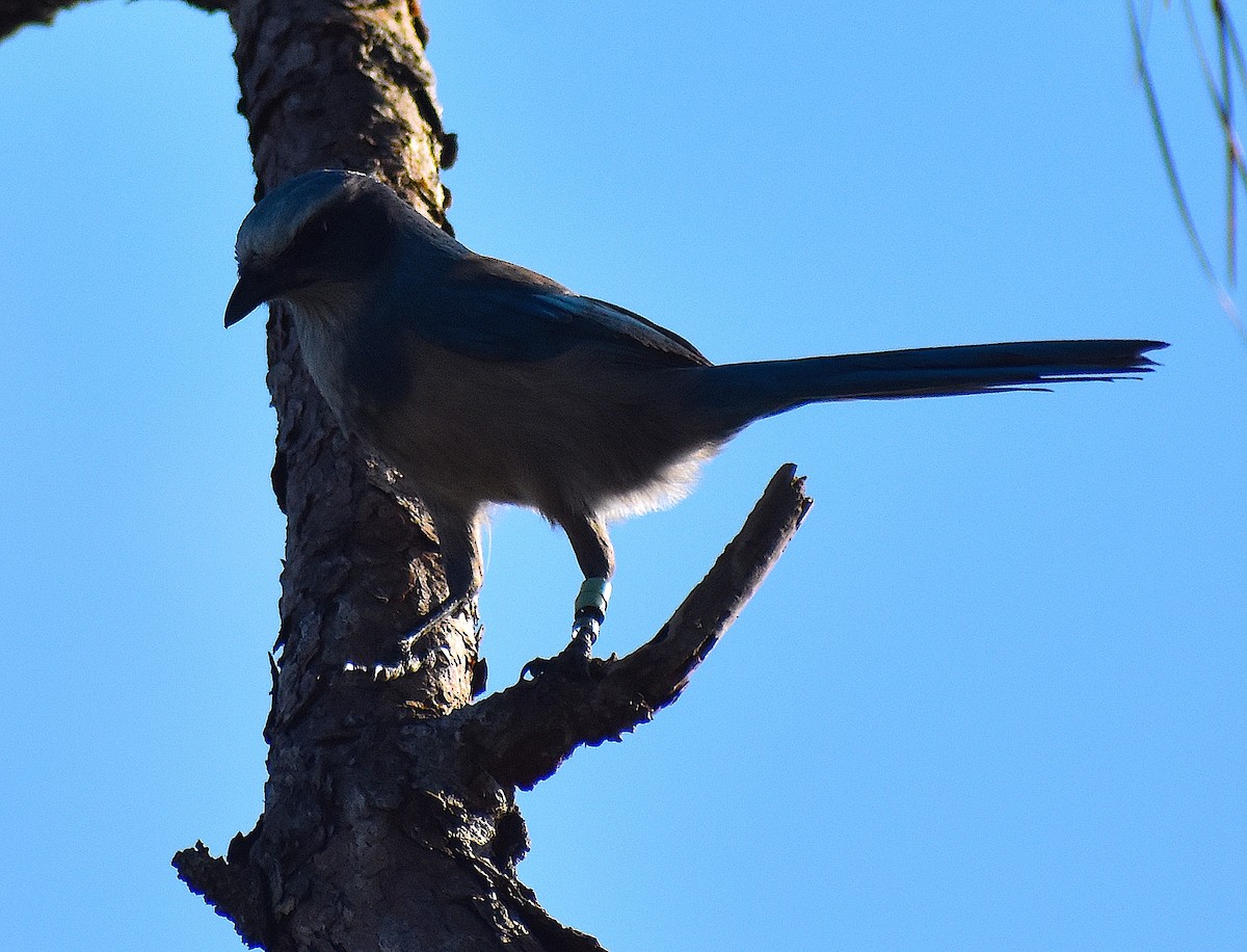 Florida Scrub-Jay - ML642151814