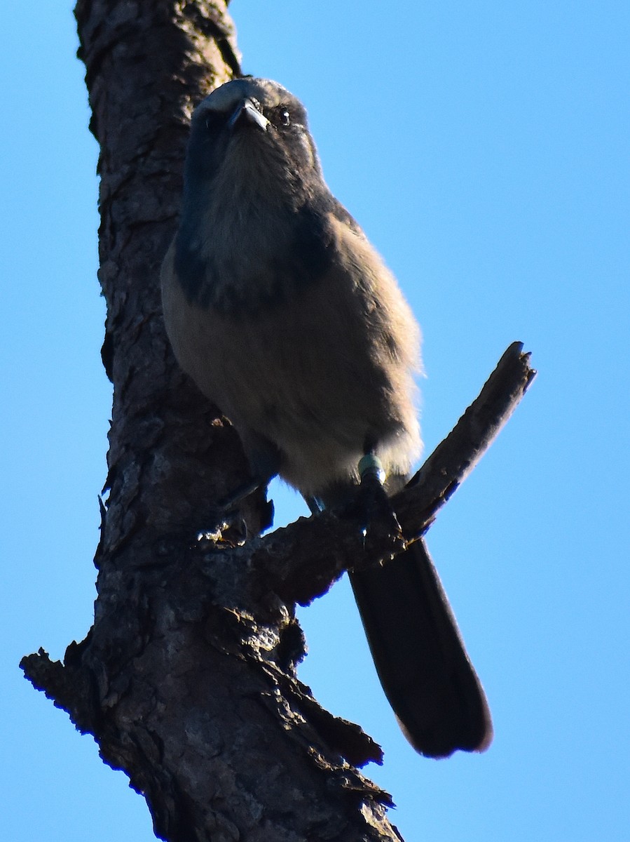 Florida Scrub-Jay - ML642151821