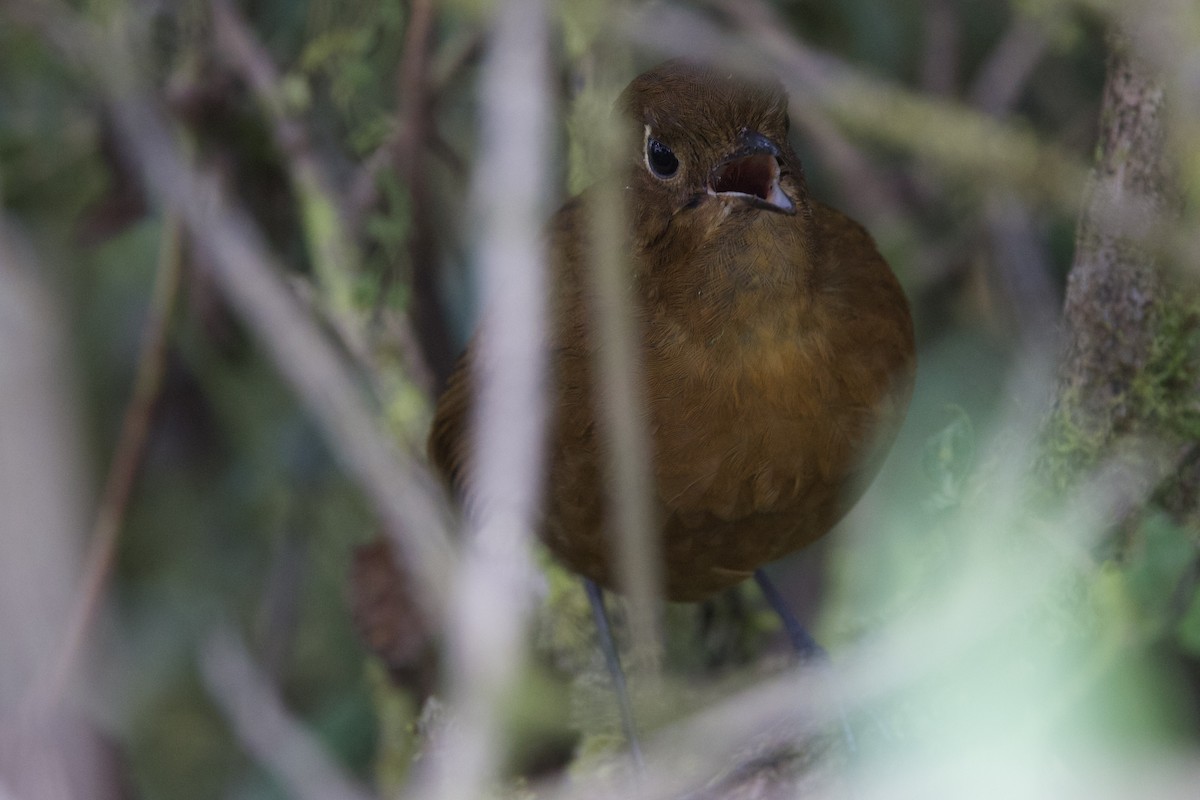 Junin Antpitta - ML642151829