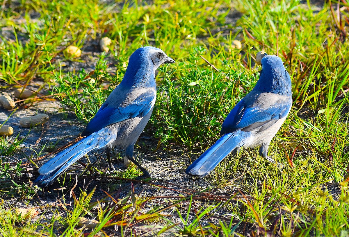Florida Scrub-Jay - ML642151833