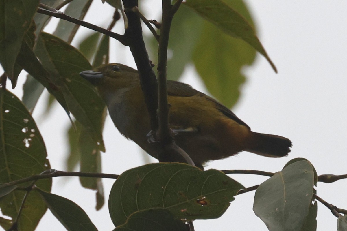 Rufous-bellied Euphonia - ML642151836