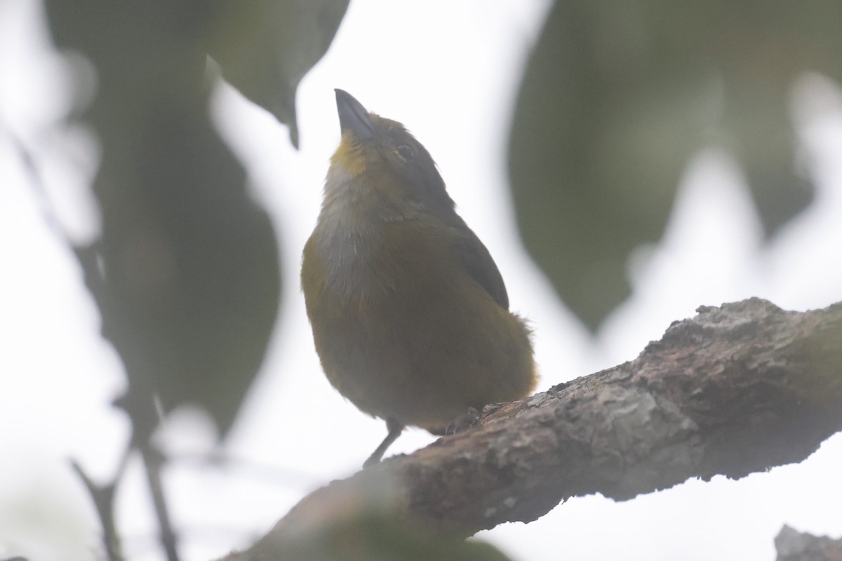 Rufous-bellied Euphonia - ML642151837