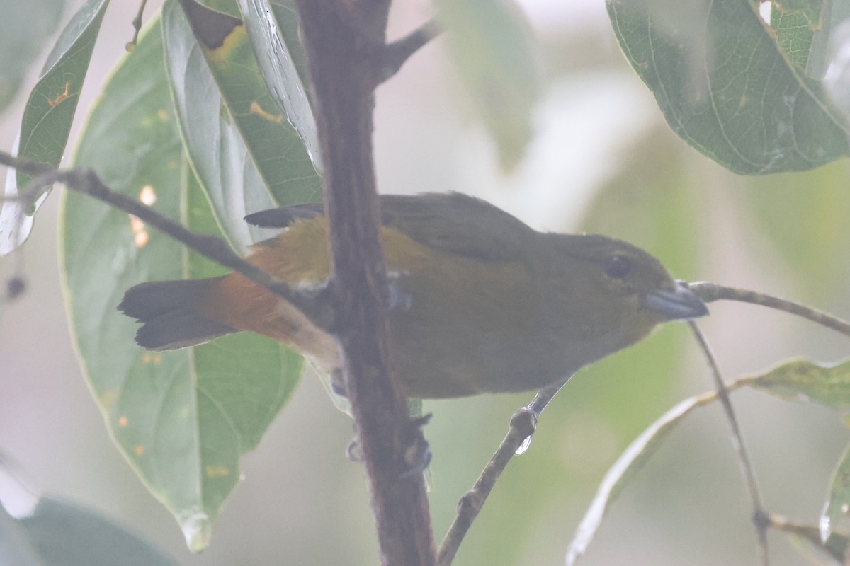 Rufous-bellied Euphonia - ML642151838