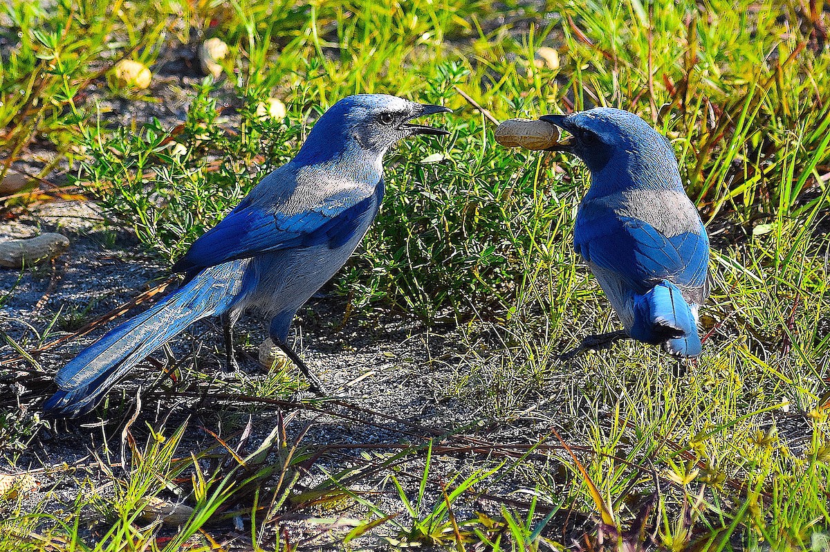 Florida Scrub-Jay - ML642151839
