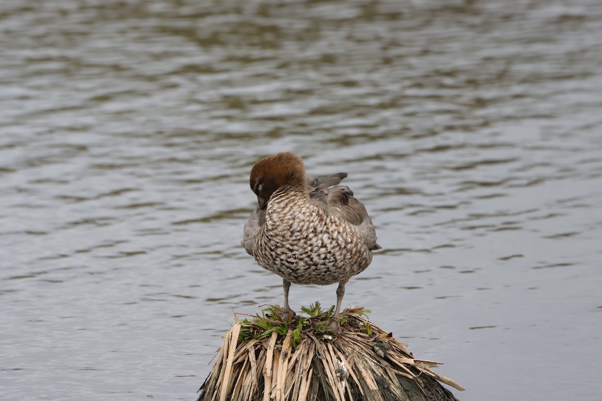 Canard à crinière - ML642151842
