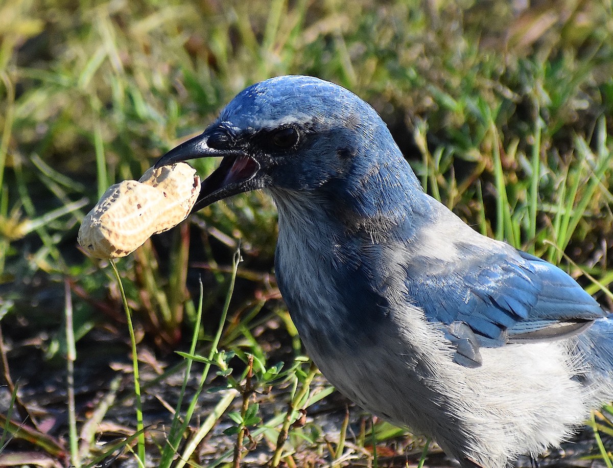 Florida Scrub-Jay - ML642151855