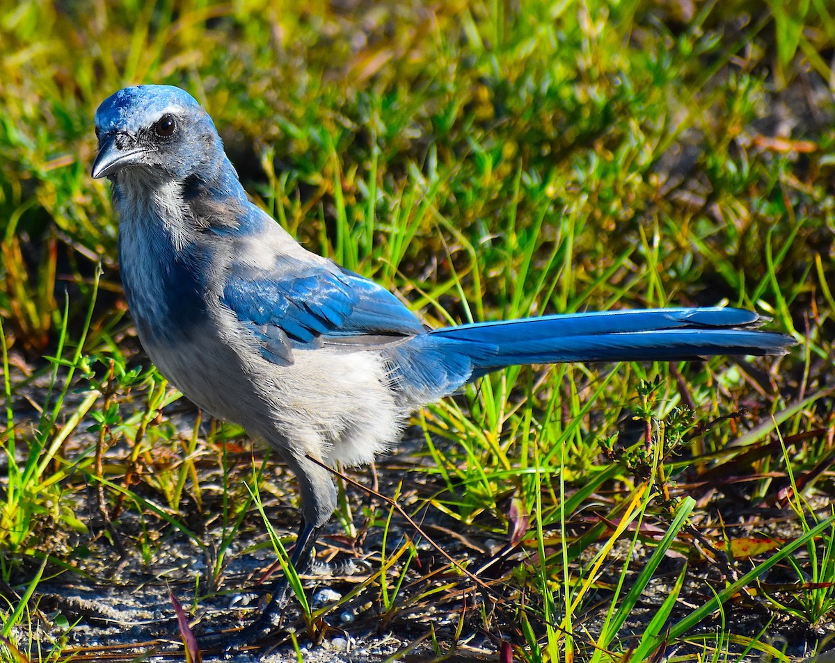 Florida Scrub-Jay - ML642151866