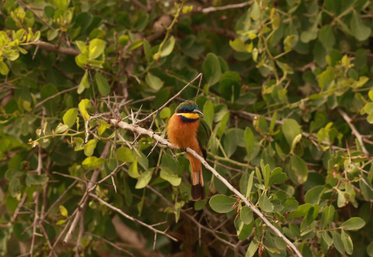 Ethiopian Bee-eater - ML642151867