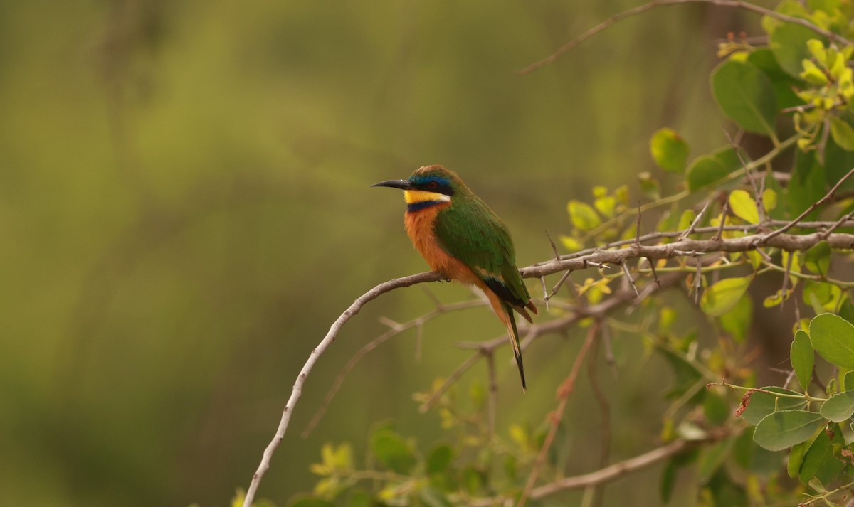 Ethiopian Bee-eater - ML642151870