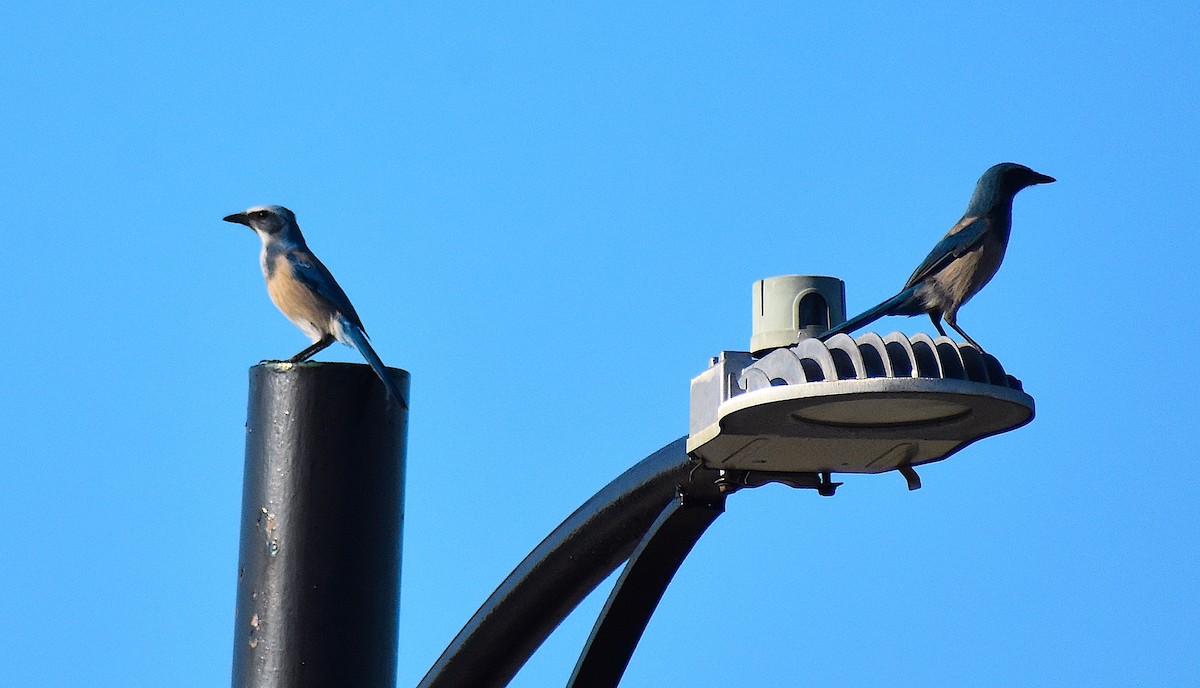 Florida Scrub-Jay - ML642151873