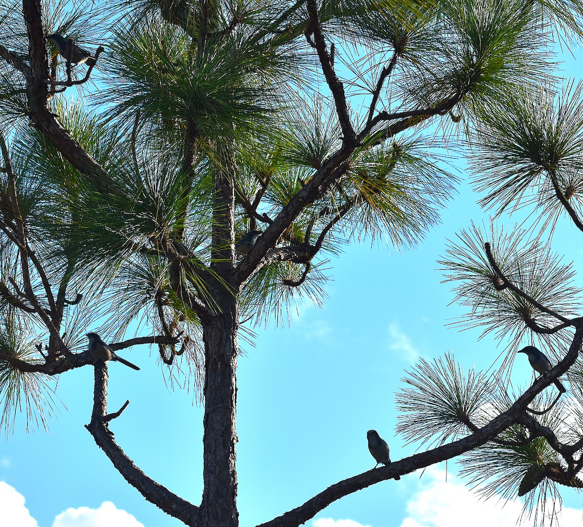 Florida Scrub-Jay - ML642151882