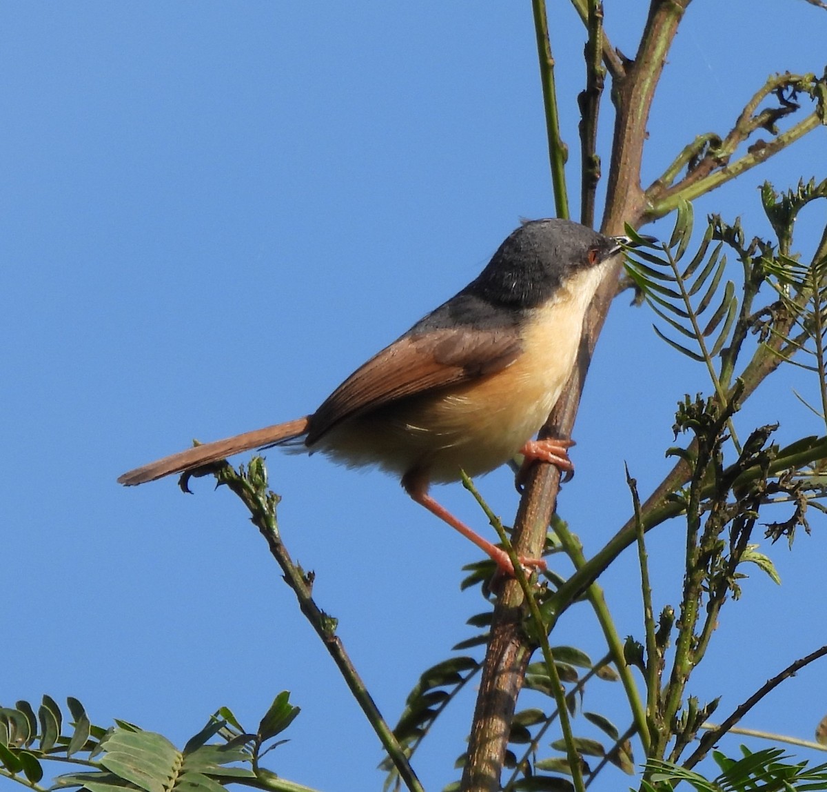 Ashy Prinia - ML642151887