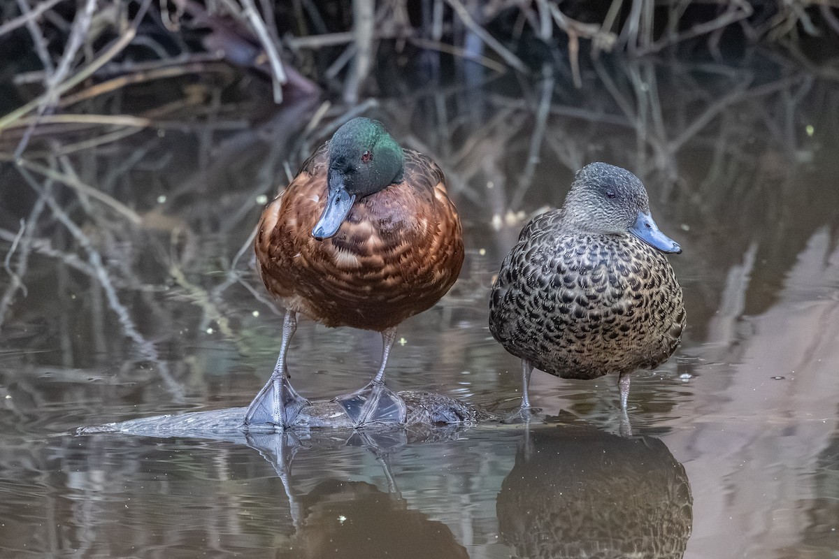 Chestnut Teal - ML642151896
