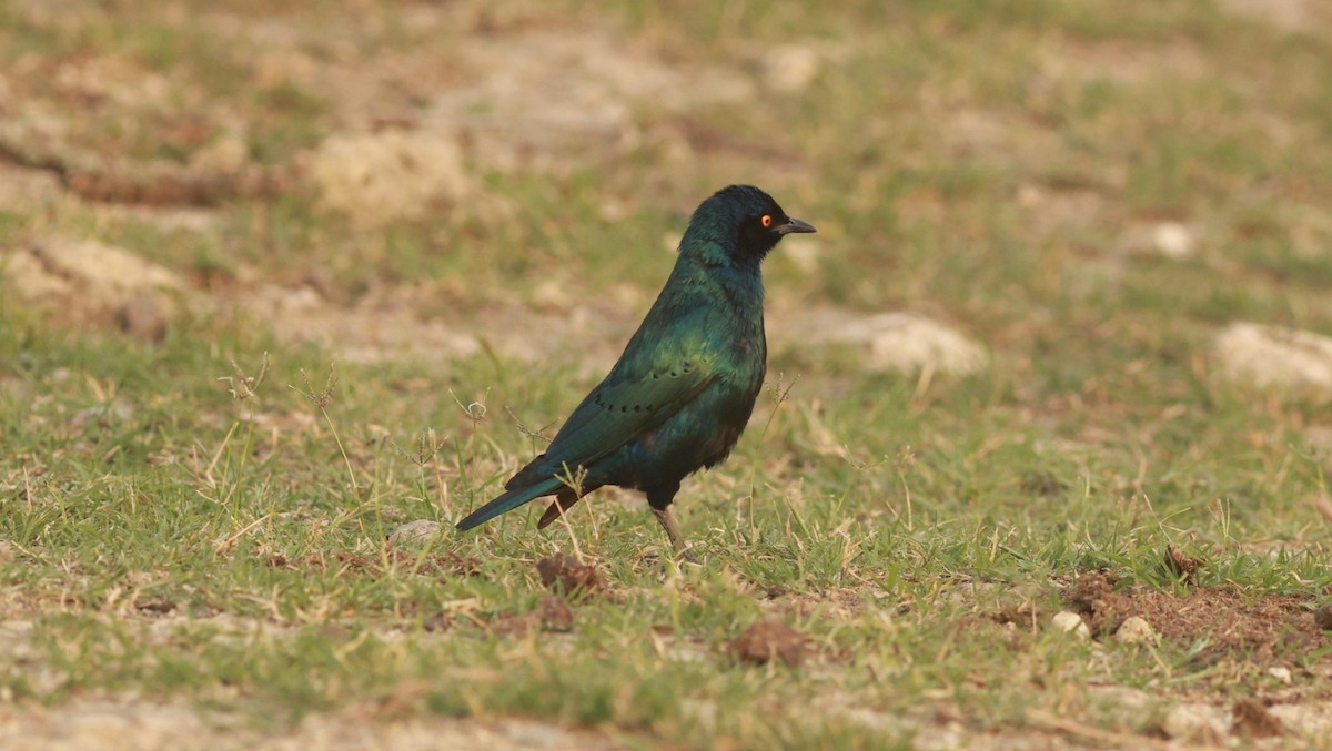 Greater Blue-eared Starling - ML642151899