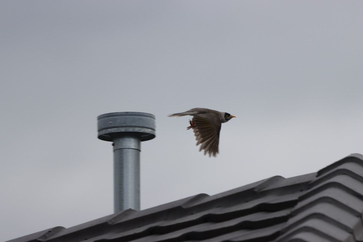 Noisy Miner - ML642151925