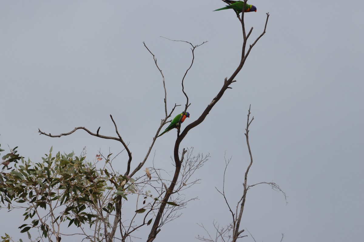 Rainbow Lorikeet - ML642151930