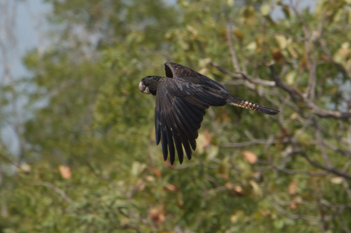 Cacatúa Colirroja - ML642151954