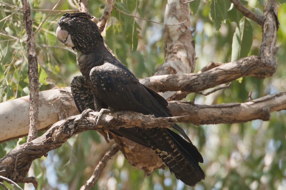 Cacatúa Colirroja - ML642151956