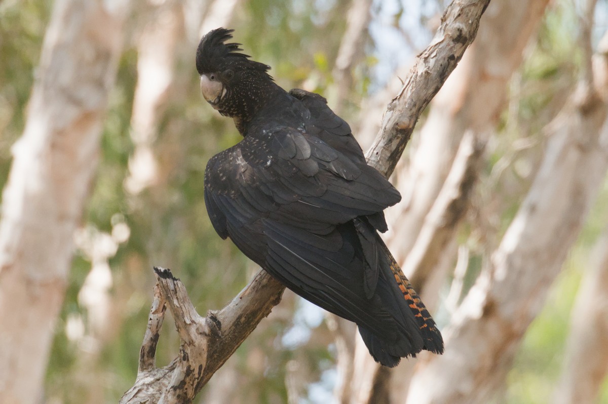 Cacatúa Colirroja - ML642151959