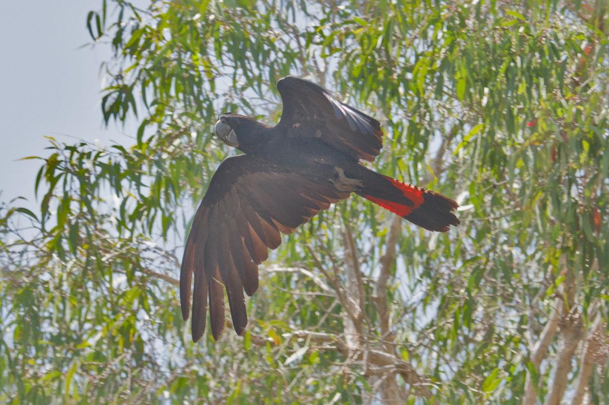 Cacatúa Colirroja - ML642151960
