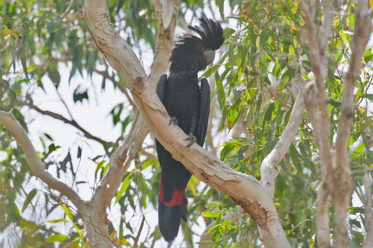 Cacatúa Colirroja - ML642151961