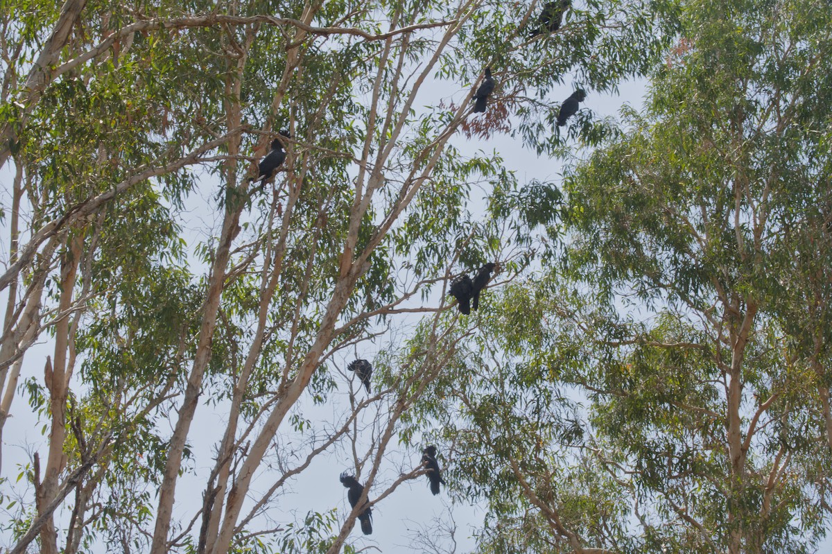Cacatúa Colirroja - ML642151962