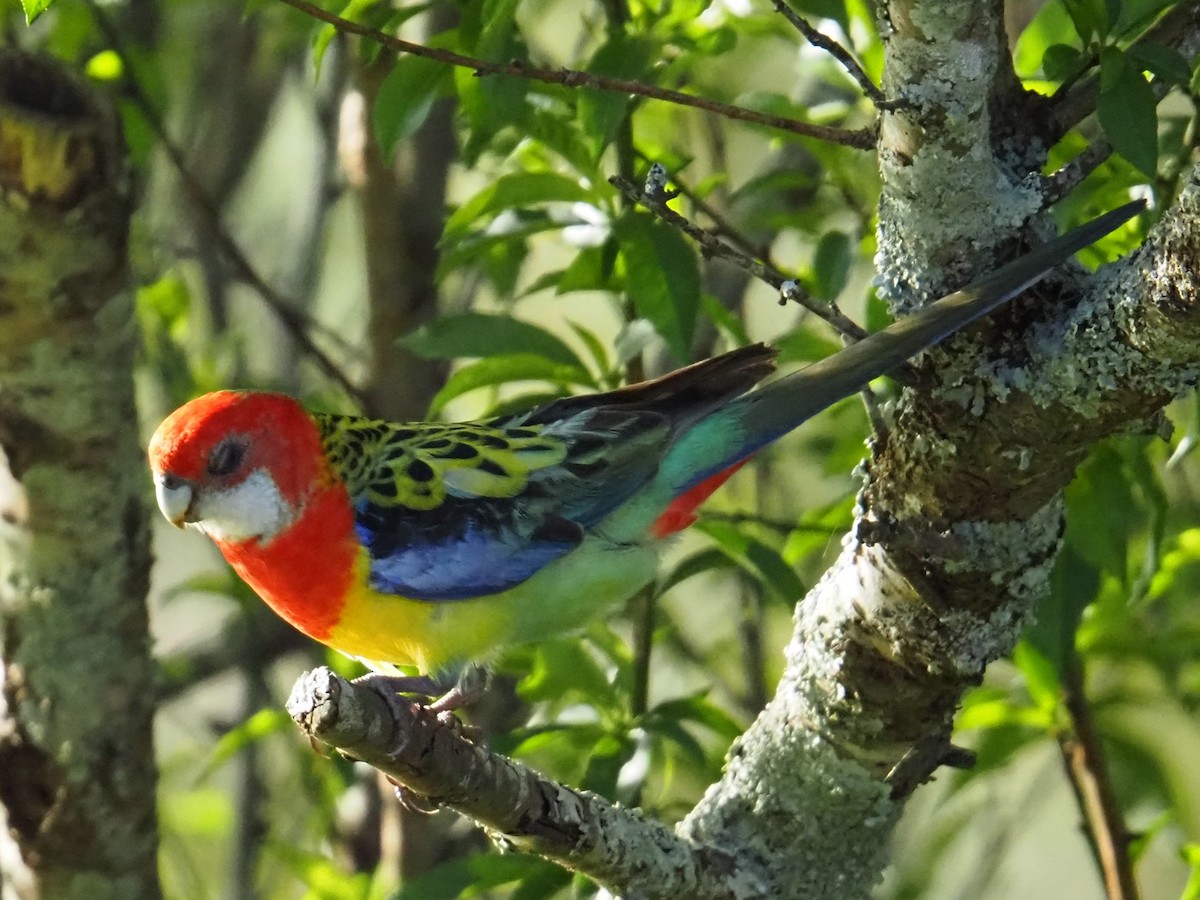Perico Multicolor - ML642151969