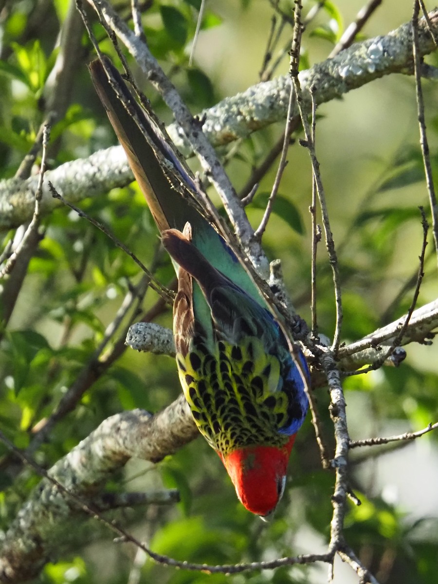 Perico Multicolor - ML642151970