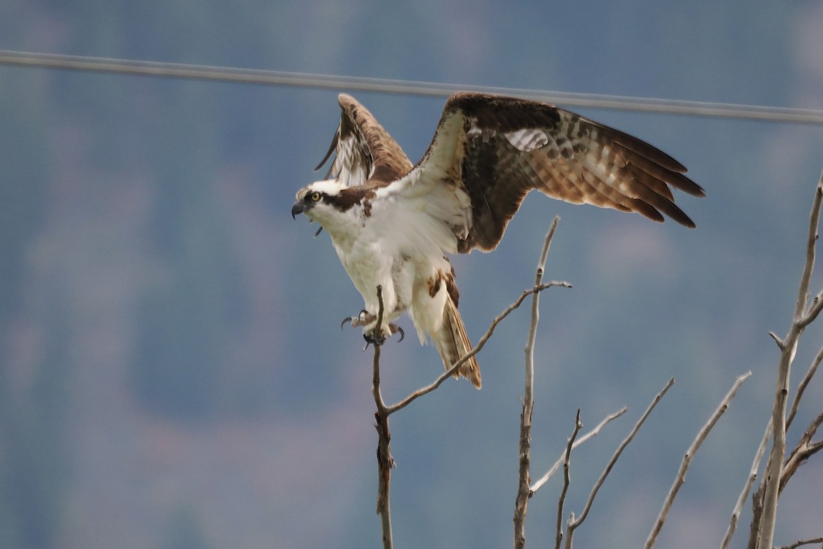 Águila Pescadora - ML642151975
