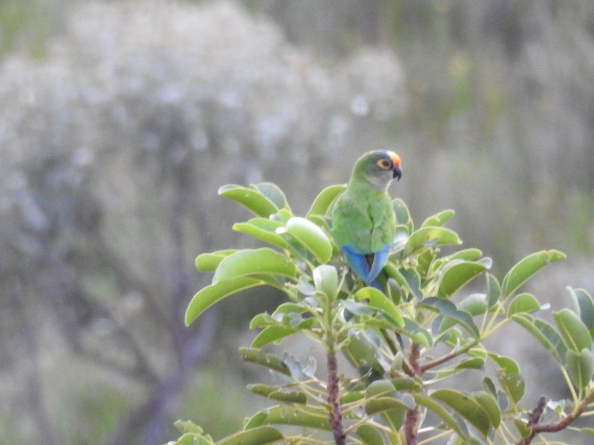 Peach-fronted Parakeet - ML642151989