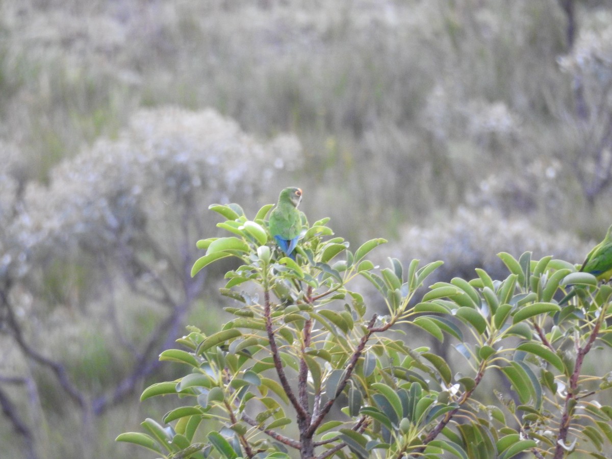 Peach-fronted Parakeet - ML642151990
