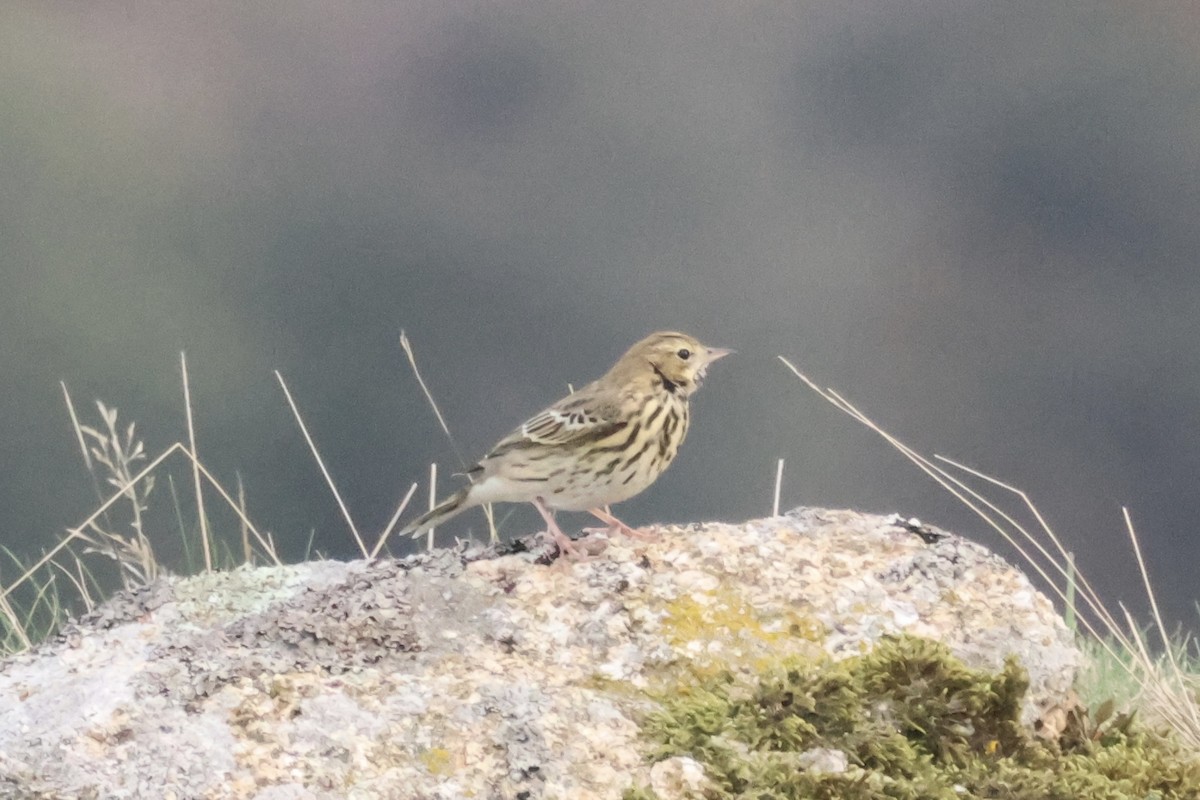 Tree Pipit - ML642151998