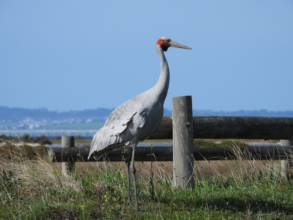 Brolga - ML642151999