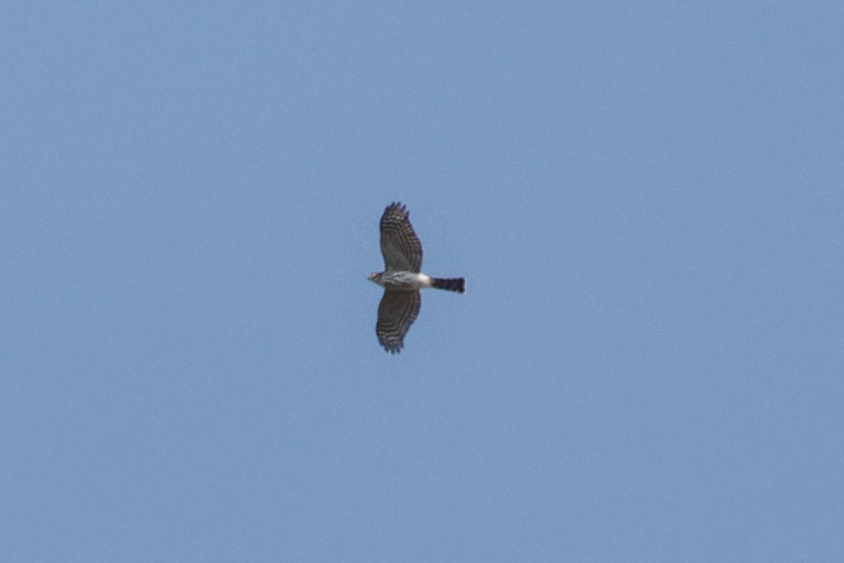 Sharp-shinned Hawk - ML642152007