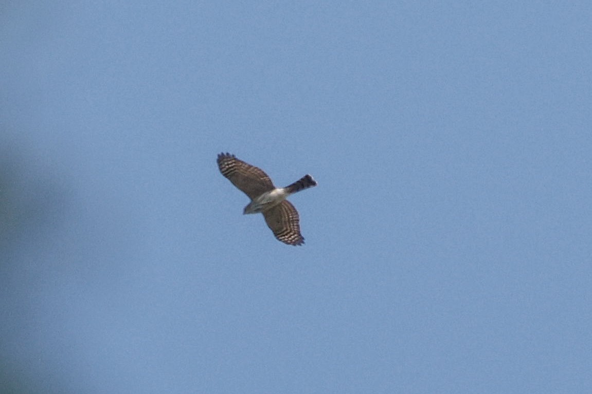 Sharp-shinned Hawk - ML642152008