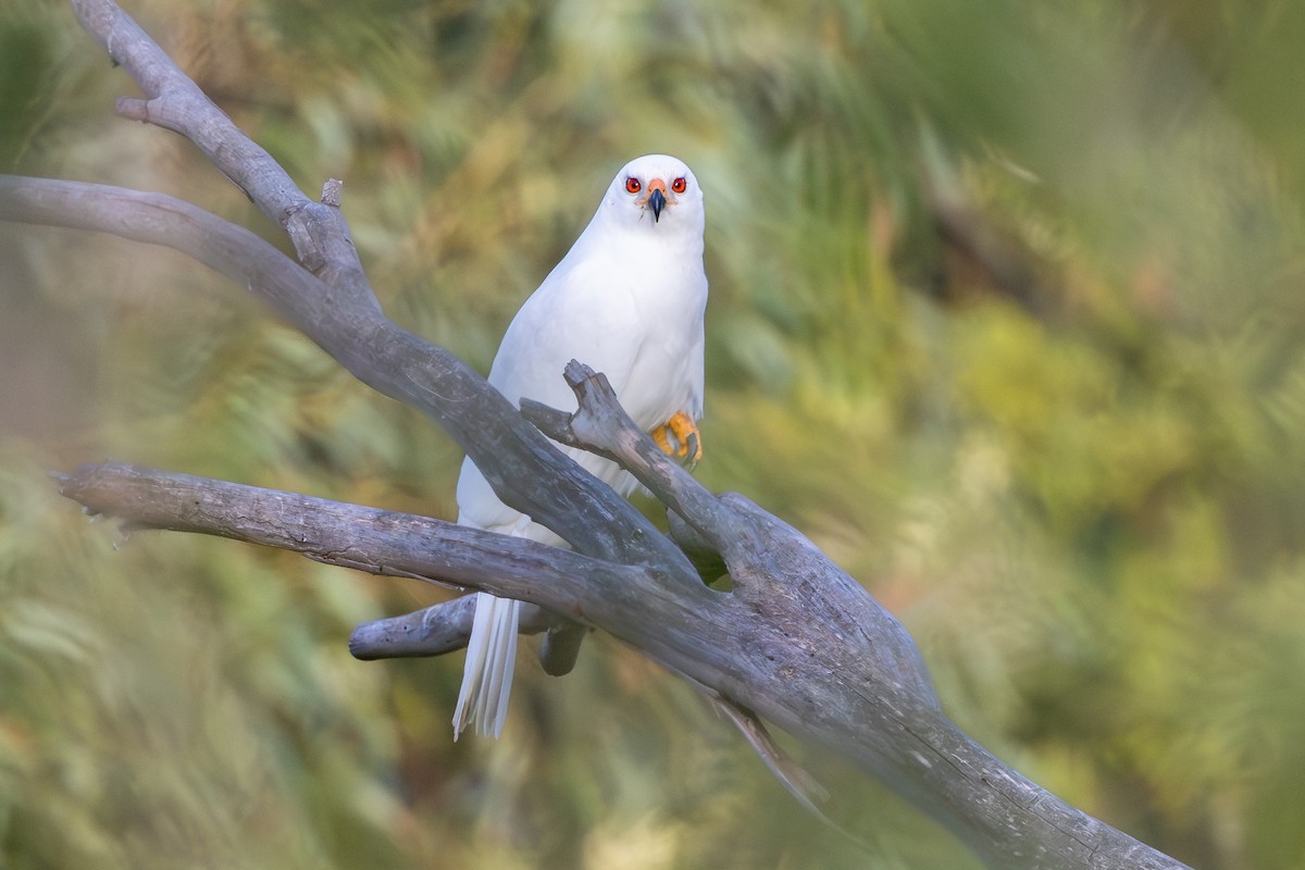 Gray Goshawk - ML642152019