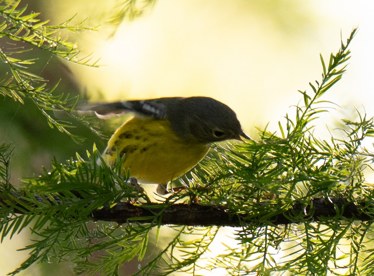 Magnolia Warbler - Connie Galey