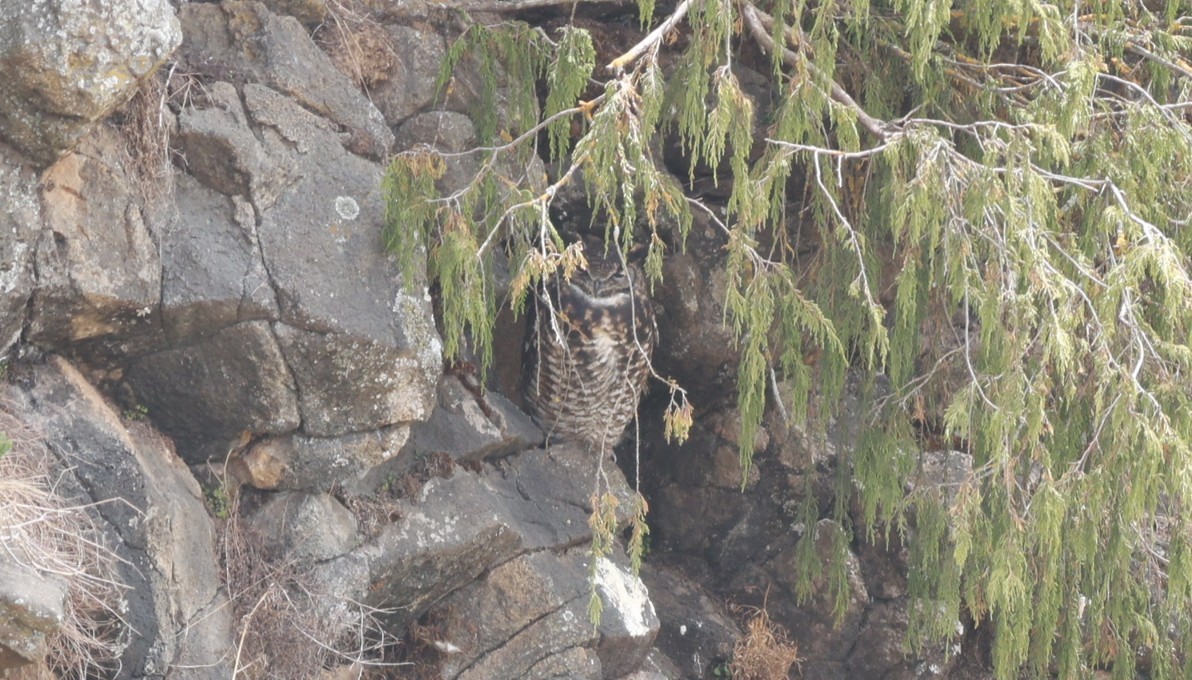 Cape Eagle-Owl (Northern) - ML642152028