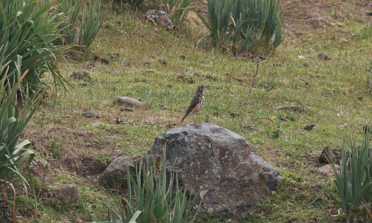 Ethiopian Thrush - ML642152032