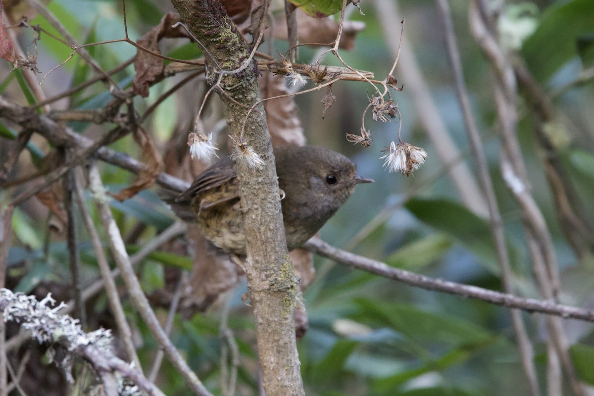 Tschudi's Tapaculo - ML642152033
